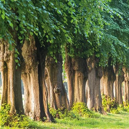 Διαμέρισμα In Mit Garten *